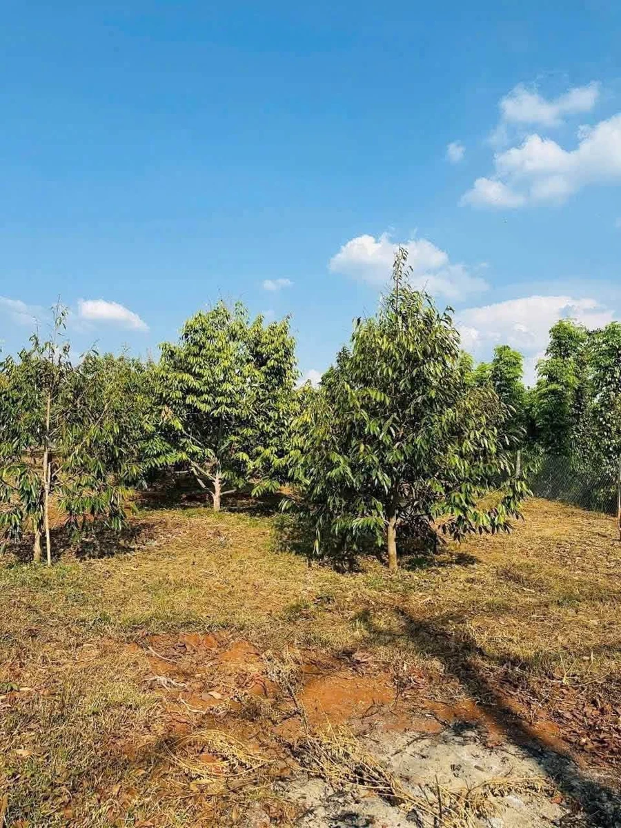 Bán đất thổ cư 500m² Buôn Ma Thuột, Đắk Lắk - Ảnh thu nhỏ 4