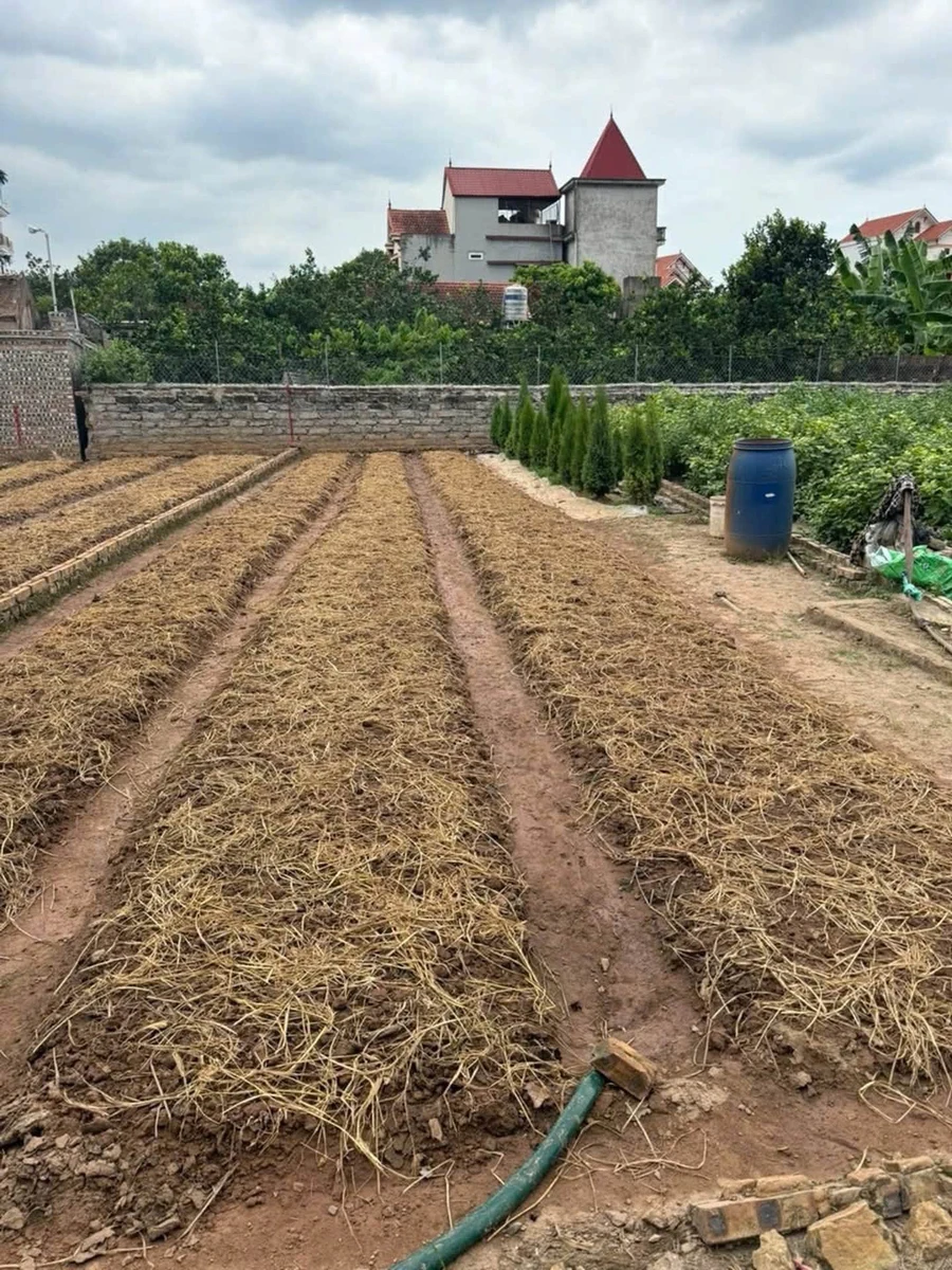 Bán đất 88m² mặt tiền 5.5m Từ Hồ, Hưng Yên - Ảnh thu nhỏ 3