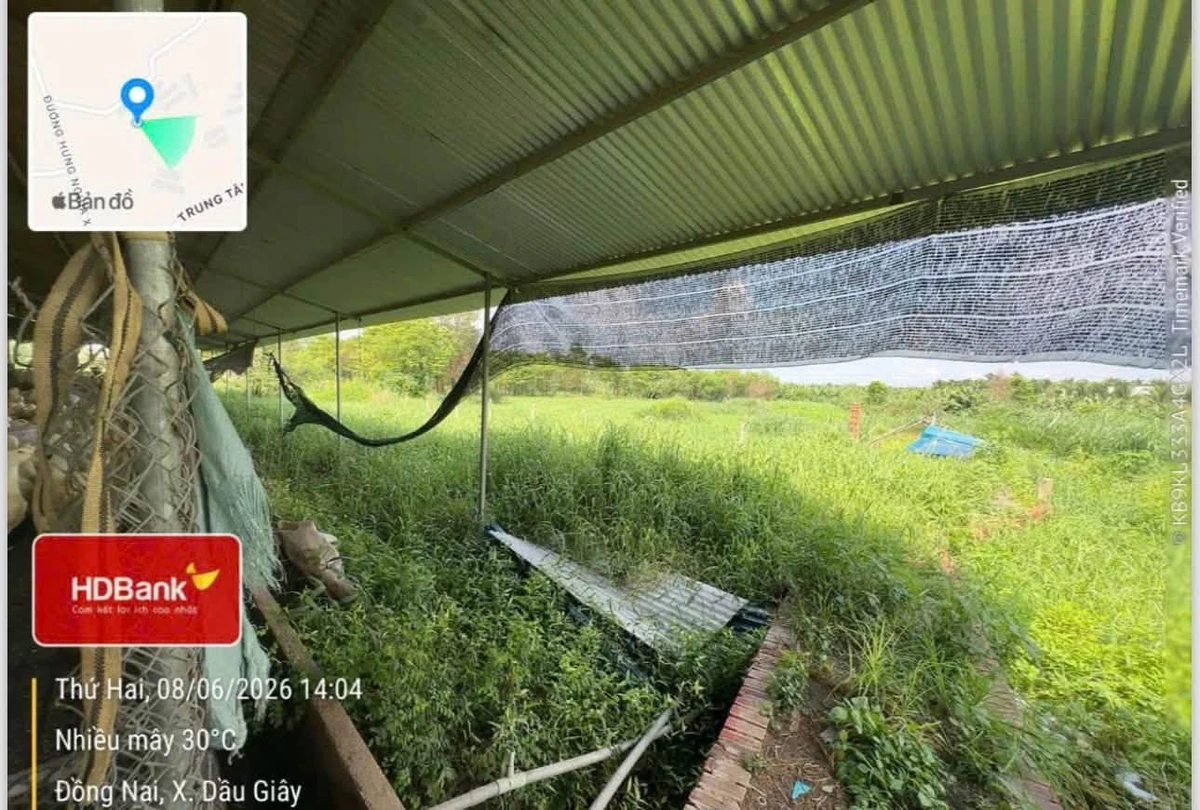 Bán đất chăn nuôi 10.000m2 Đồng Nai - Ảnh thu nhỏ 4