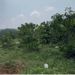 Bán 2,5 hectare đất rẫy cà phê Đắk Mil 1 tỷ 799 triệu - Ảnh thu nhỏ 2