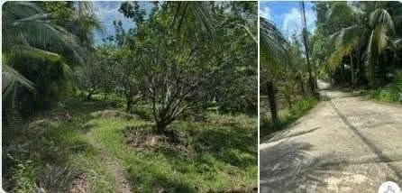 Bán 2 công đất mặt tiền sông Ba Lai, Vĩnh Long, 1,6 tỷ