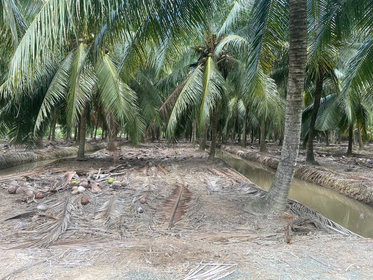 Bán đất vườn dừa 6,8 công mặt tiền đê tây Thới Lai - Ảnh thu nhỏ 5