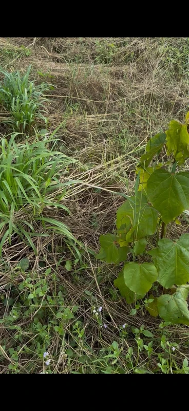 Bán 7,5 ha đất nông nghiệp Ea Súp, Đắk Lắk