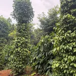 Bán đất 1.6ha mặt đường lớn Cần Giờ 2.65 tỷ - Ảnh thu nhỏ 5