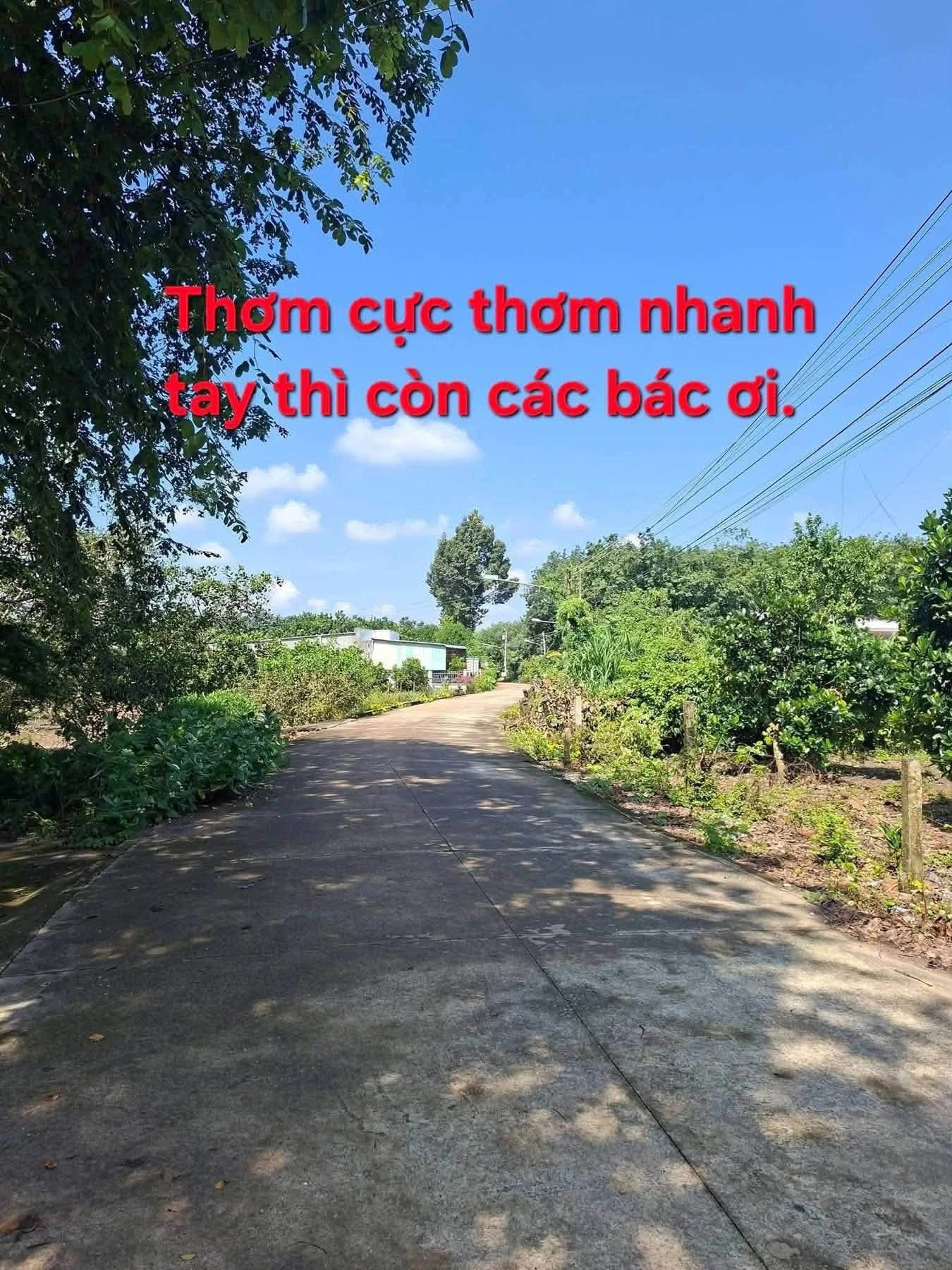 Bán đất Phú Giáo Bình Chánh 940m² sổ hồng 1,24 tỷ - Ảnh 1