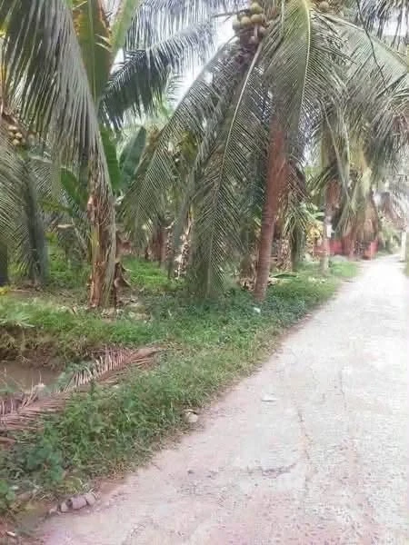 Bán đất Phú Nhuận, Bến Tre, 400m² ngang 9,2m - Ảnh thu nhỏ 2