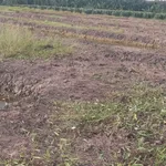 Bán đất nền gần 1 mẫu Phước Tân Hưng Long An - Ảnh thu nhỏ 5