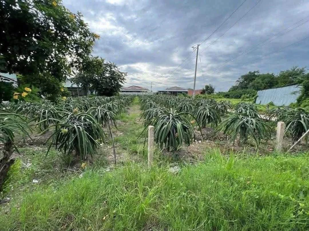 Bán 1400m2 đất 2 mặt tiền đường 30/4 tại Phước Tân Hưng, Châu Thành, Long An - Ảnh thu nhỏ 3