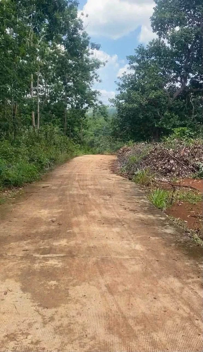 Bán gấp 3.7 ha đất cao su + điều ở Phú Trung, Bình Phước - Ảnh thu nhỏ 2