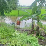 Bán đất 1000m² mặt tiền lộ nhựa Xã Mỹ Tú 310 triệu - Ảnh thu nhỏ 2