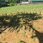 Bán đất Ba Vì 300m2, mặt tiền 10m giá 1 tỷ - Ảnh thu nhỏ 2