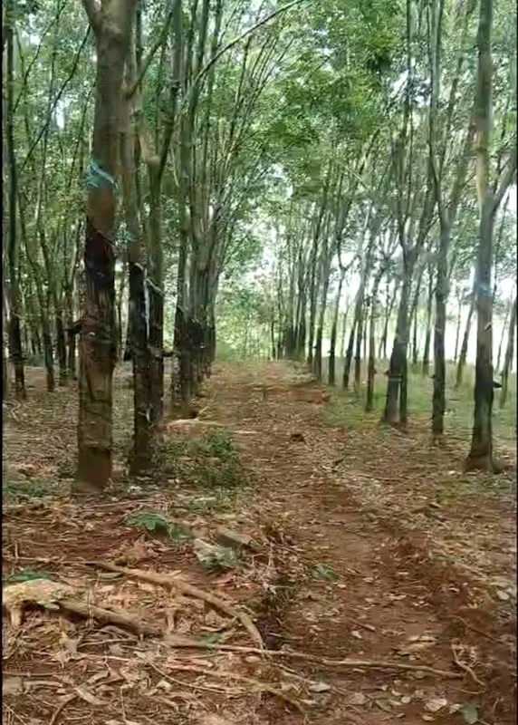 Bán 3,8 ha cao su Đồng Tâm, Đồng Nai, 1,3 tỷ/ha
