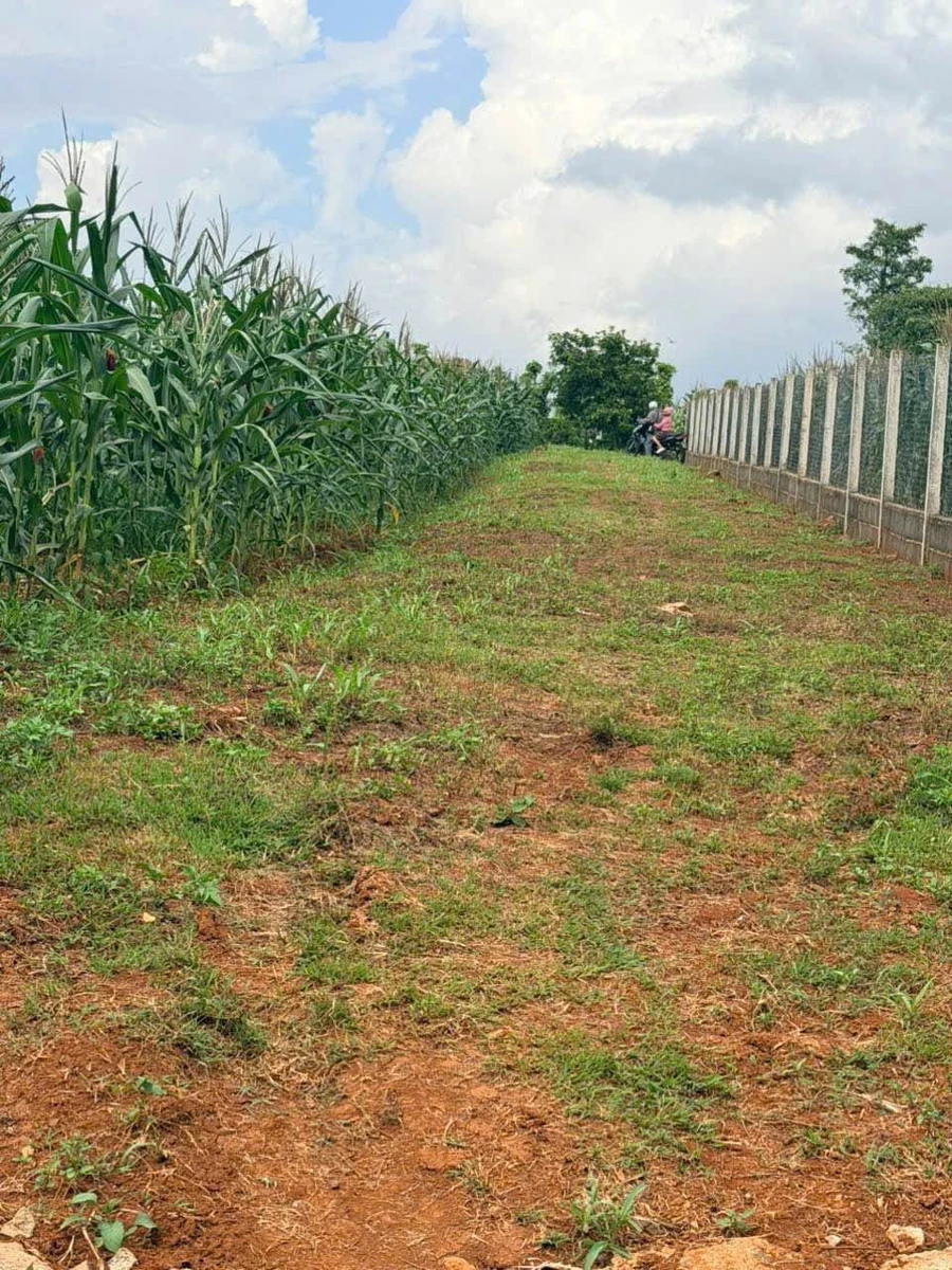 Bán đất 503,9m2 ngang 28,3m, bìa riêng, giá 399 triệu tại Khánh Xuân - Ảnh thu nhỏ 2