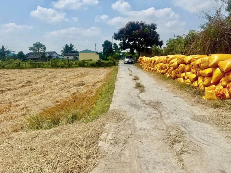Bán đất Tân Trụ, Long An, 112m², 340 triệu
