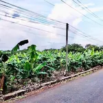 Bán đất 8 sào Bàu Lâm Xuyên Mộc 7 tỷ - Ảnh thu nhỏ 4