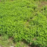 Bán đất Phan Văn Đạt 100m² giá 2 tỷ 250 - Ảnh thu nhỏ 2