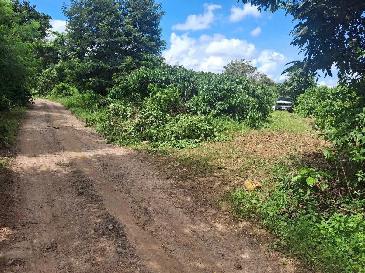 Bán 4 sào đất cà phê 4000m2 tại Buôn Ma Thuột - Ảnh thu nhỏ 4
