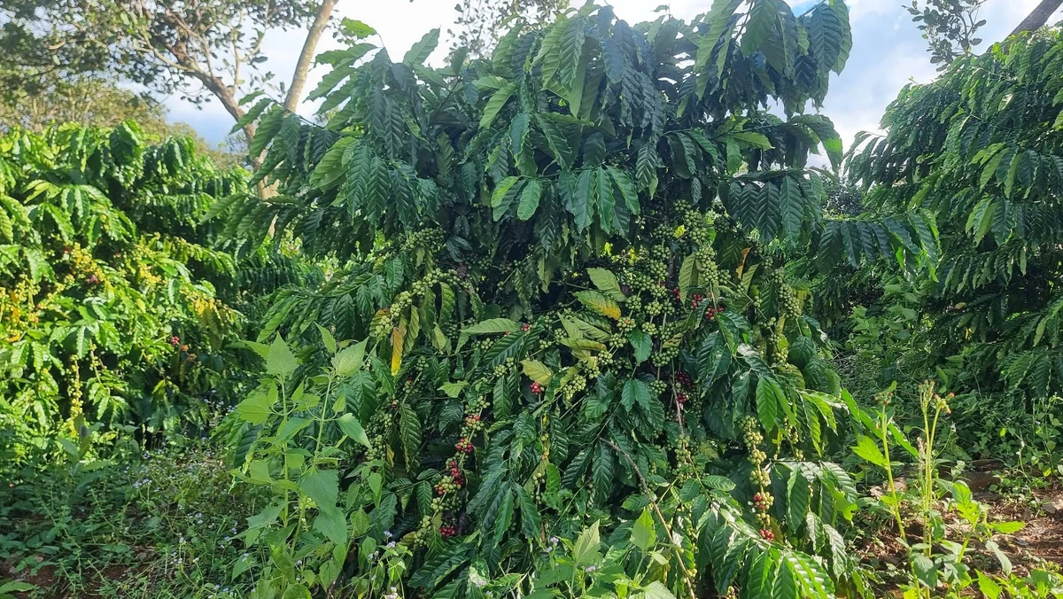 Bán đất 4ha mặt tiền 145m Cần Giờ 2,5 tỷ/ha - Ảnh 1