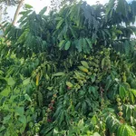 Bán đất 4ha mặt tiền 145m Cần Giờ 2,5 tỷ/ha - Ảnh thu nhỏ 1
