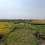 Bán 1 mẫu đất lúa Tây Ninh gần Cầu Dừa 1 tỷ 5 - Ảnh thu nhỏ 3