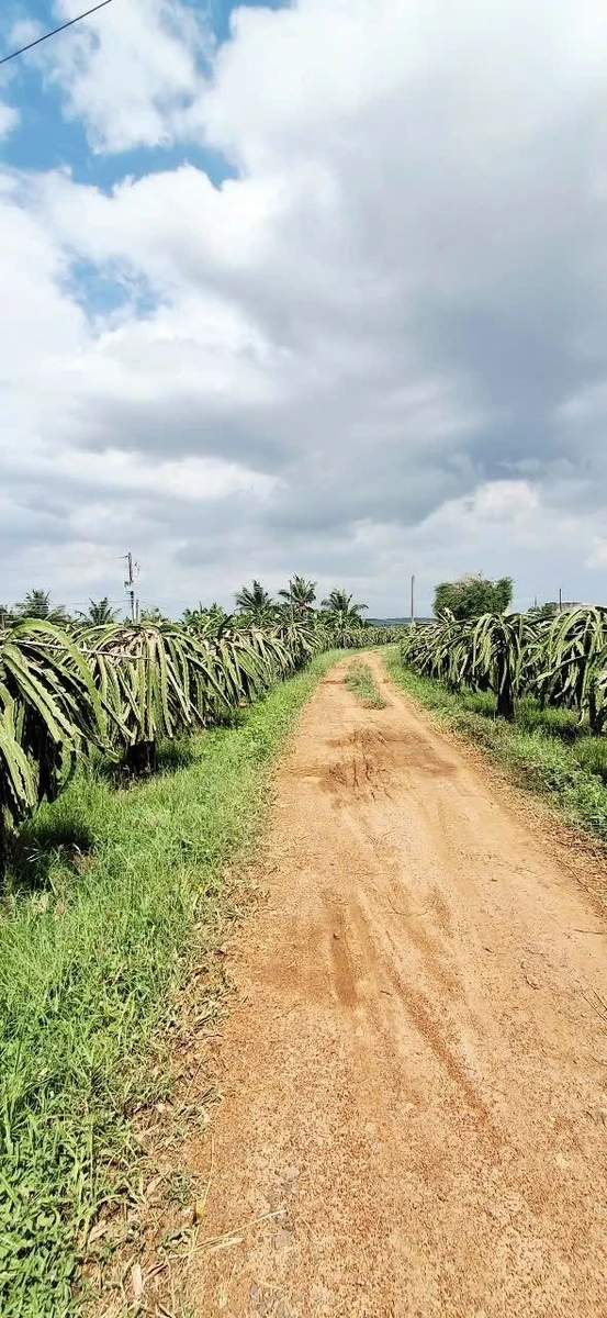 Bán 2 sào đất trồng cây Hàm Đức 6, Bình Chánh 450 triệu - Ảnh thu nhỏ 2