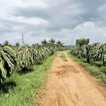 Bán 2 sào đất trồng cây Hàm Đức 6, Bình Chánh 450 triệu - Ảnh thu nhỏ 2