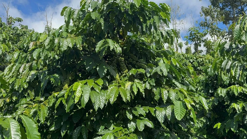 Bán 1,5 ha đất vườn cà phê, hồ tiêu có nhà cấp 4 sát Quốc lộ 14, Đắk Song, Đắk Nông