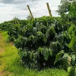 Bán 2ha rẫy cà phê Gia Lai, 6 tỷ - Ảnh thu nhỏ 1