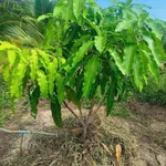 Bán đất vườn 1,2 mẫu (7,6 sào) 1 tỷ 4 Bình Chánh - Ảnh thu nhỏ 5