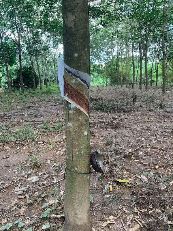 Bán 2,4ha đất cao su có nhà cấp 4, Đồng Tiến, Bình Phước, giá 3,5 tỷ