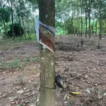 Bán 2,4ha đất cao su có nhà cấp 4, Đồng Tiến, Bình Phước, giá 3,5 tỷ - Ảnh thu nhỏ 1
