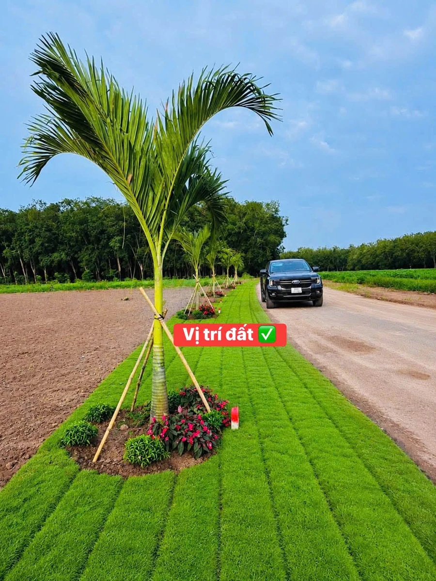 Bán đất 100m2 đường Số 14 Minh Lập, Bình Chánh, giá 380 triệu - Ảnh thu nhỏ 2