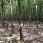 Bán đất 1.5 hectare Tân Thành 3 tỷ 750 - Ảnh thu nhỏ 2