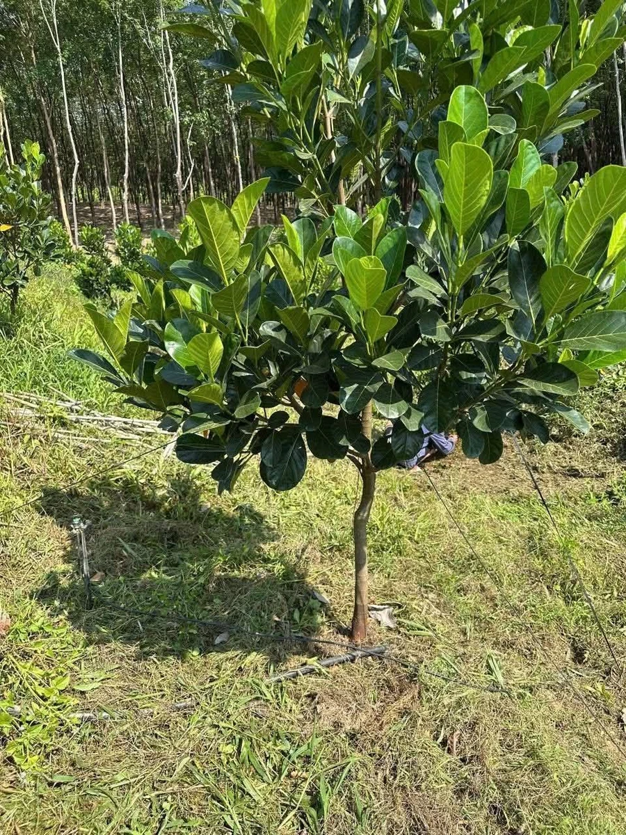 Bán đất 1,7 ha mặt tiền Đồng Tâm gần Đập Nước Thuận Phú - Ảnh 1