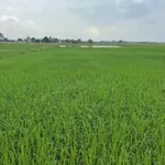Bán đất lúa 1246 m² tại Phước Đông 450 triệu - Ảnh thu nhỏ 5