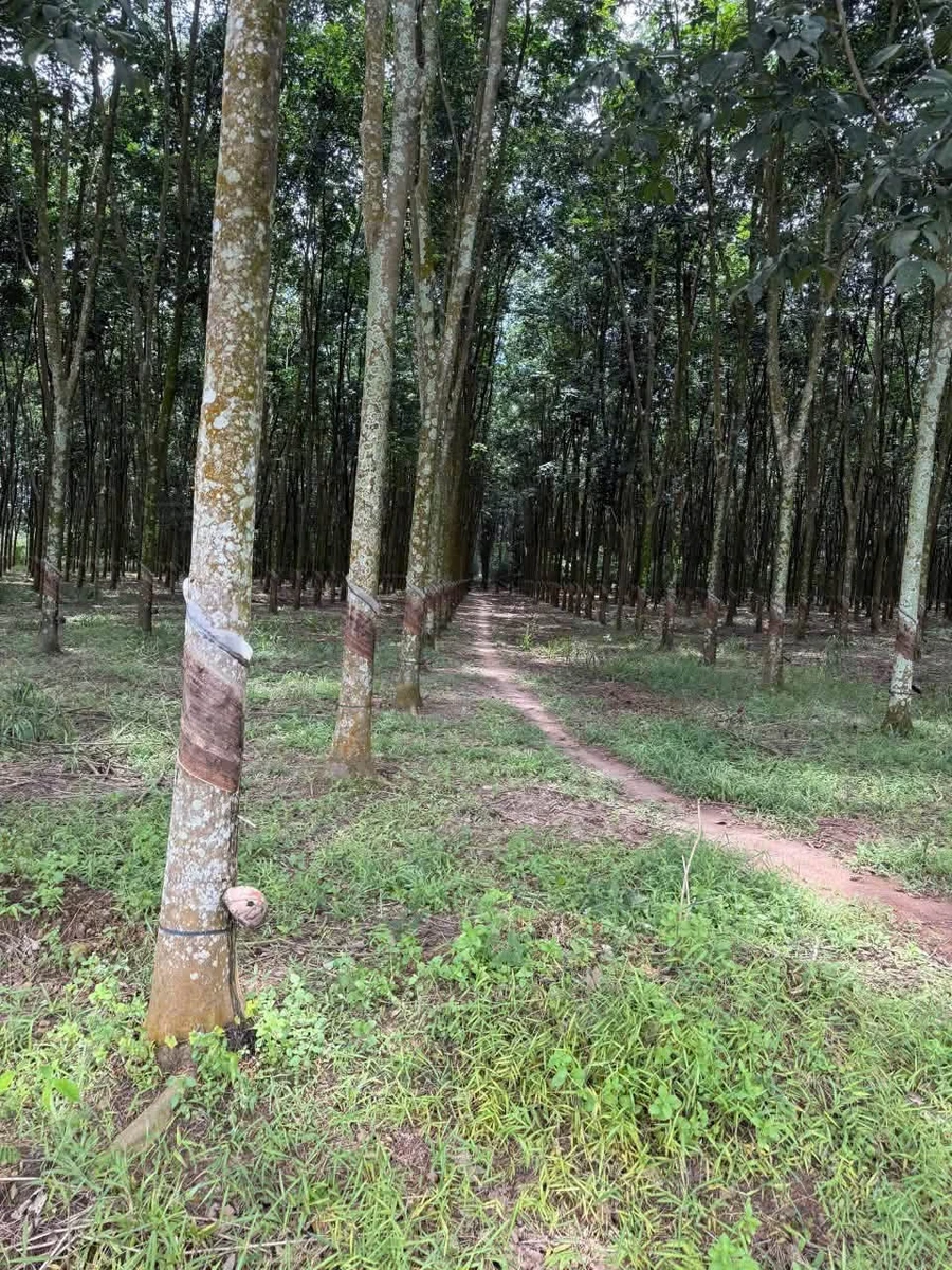 Bán đất 3900m2 mặt tiền đường số 7 Minh Long 1 tỷ 600 - Ảnh thu nhỏ 3