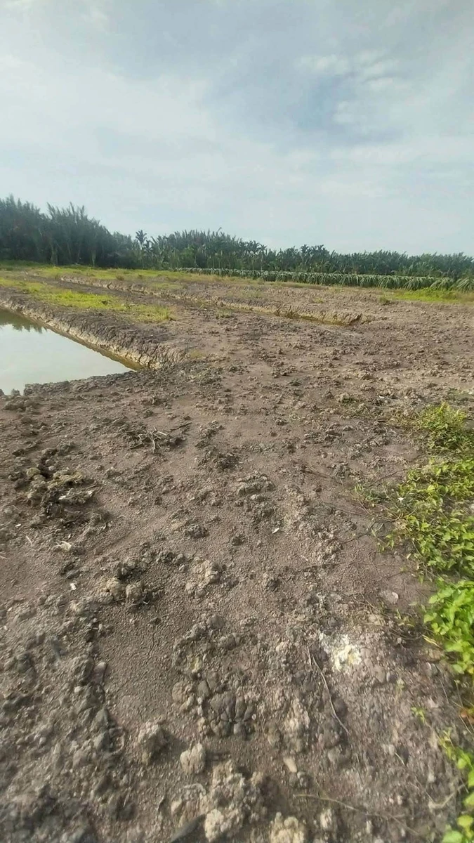 Bán đất nền ~1 mẫu Phước Tân Hưng Long An 3,5 tỷ - Ảnh thu nhỏ 5