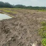 Bán đất nền ~1 mẫu Phước Tân Hưng Long An 3,5 tỷ - Ảnh thu nhỏ 5