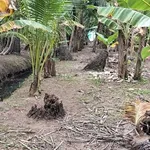 Bán 1000m² đất gần chợ Hữu Định Phước Thạnh Nhà Bè - Ảnh thu nhỏ 4