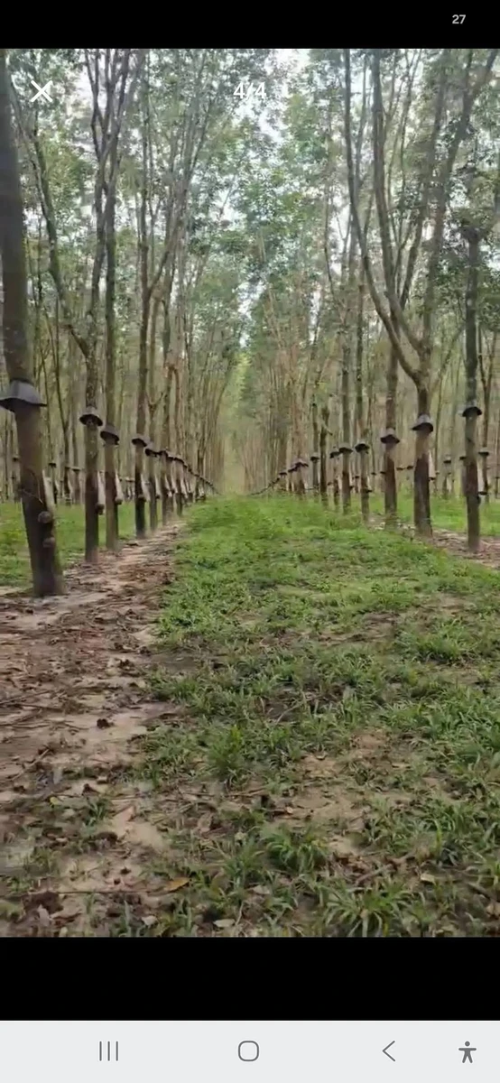 Bán 8 hectare cao su tại Chư Păh, Gia Lai, 8.3 tỷ - Ảnh thu nhỏ 3