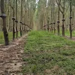 Bán 8 hectare cao su tại Chư Păh, Gia Lai, 8.3 tỷ - Ảnh thu nhỏ 3
