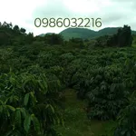 Bán đất rẫy cà phê 4.3 ha Gia Nghĩa, Đắk Nông - Ảnh thu nhỏ 2