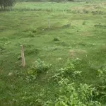 Cần ra nhanh lô đất diện tích 1.153m2 Xã Ninh Tây, Ninh Hòa, Khánh Hòa, có thổ cư - Ảnh thu nhỏ 3