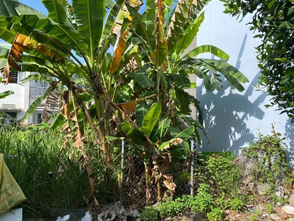 Bán đất 145,7m² đối diện Trường Ngô Thời Nhiệm 12,6 tỷ - Ảnh thu nhỏ 2