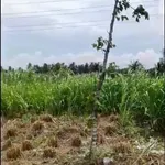 Bán đất Sơn Đông Bến Tre 176m² mặt tiền tỉnh lộ 2 tỷ - Ảnh thu nhỏ 2