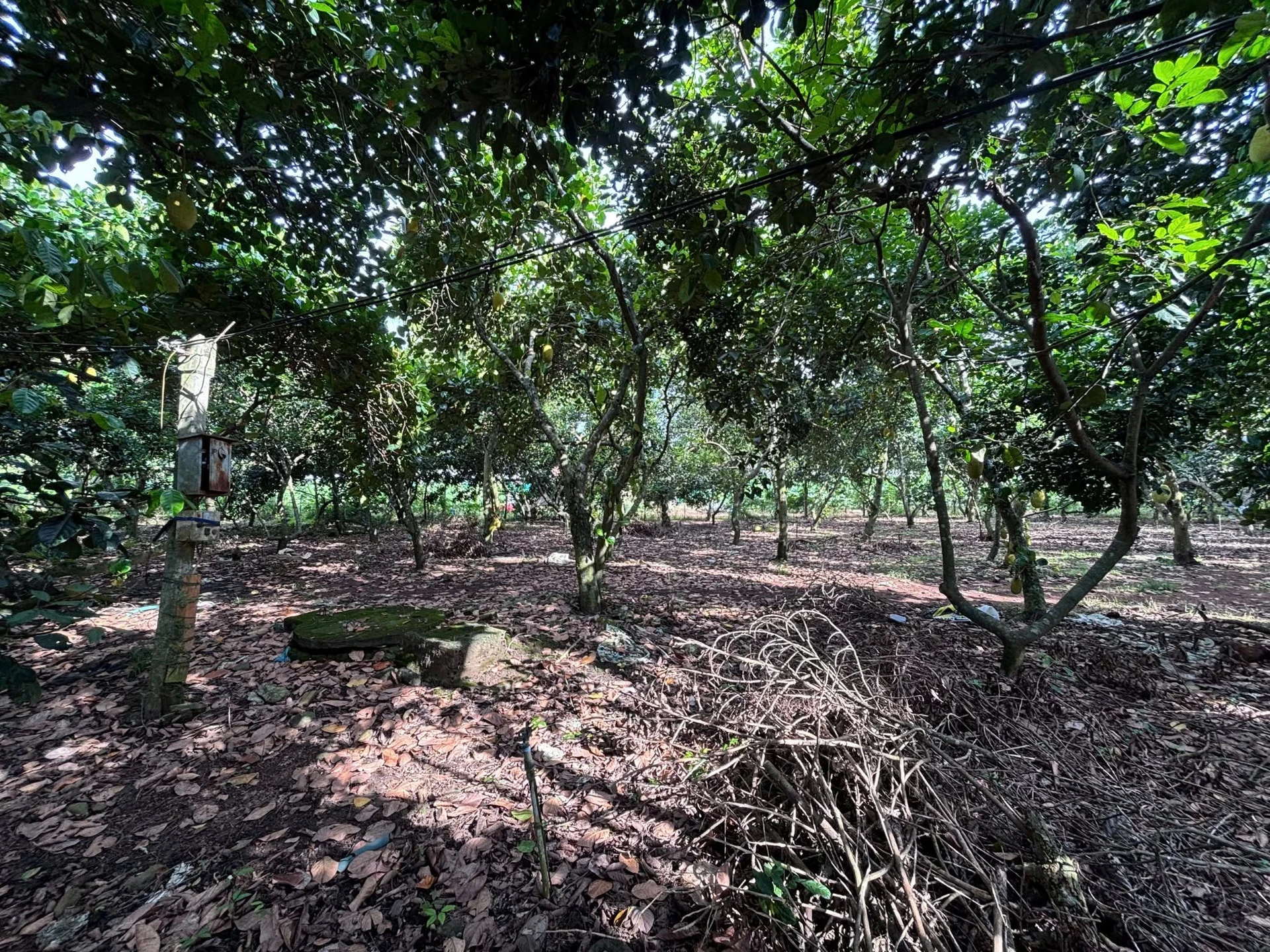 Bán đất Long Khánh 2000m² vườn trái cây, mặt tiền 37m - Ảnh 1