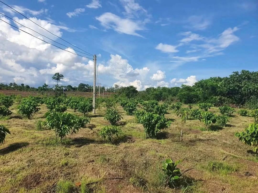 Bán rẫy 3,1 ha sau Bệnh viện Buôn Đôn Đắk Lắk - Ảnh 1