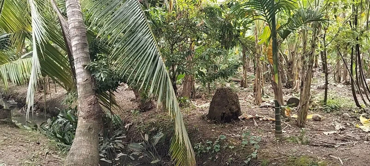 Bán 1000m² đất Phường Phú Tân, Bến Tre, 750 triệu - Ảnh 1