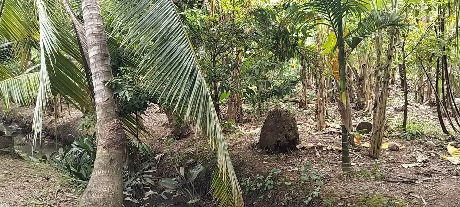 Bán 1000m² đất Phường Phú Tân, Bến Tre, 750 triệu - Ảnh 1