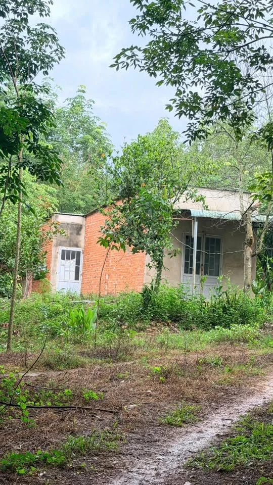Bán 2,4ha đất cao su có nhà cấp 4, giá 3,5 tỷ, Đồng Tiến, Bình Phước - Ảnh thu nhỏ 4